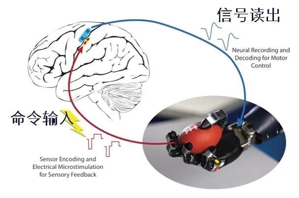 植入式脑机接口研究前沿与应用现状