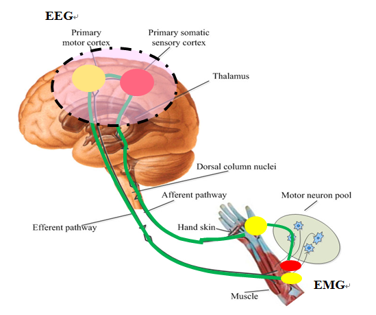 神经肌肉耦合分析及在脑卒中运动功能评估中应用