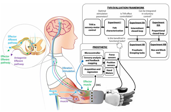 假肢感觉-运动闭环控制新方法——脊髓神经环路兴奋性调控